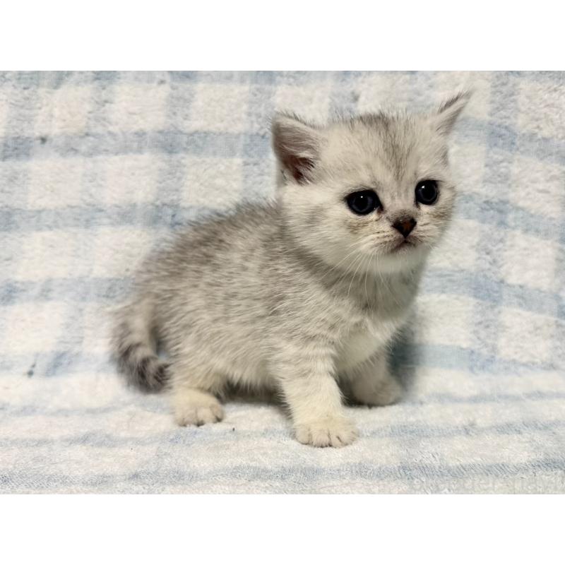 販売中の大阪府のブリティッシュショートヘア-129074の2枚目
