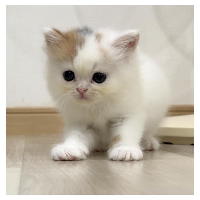 販売中の愛知県のスコティッシュフォールド-129079の2枚目