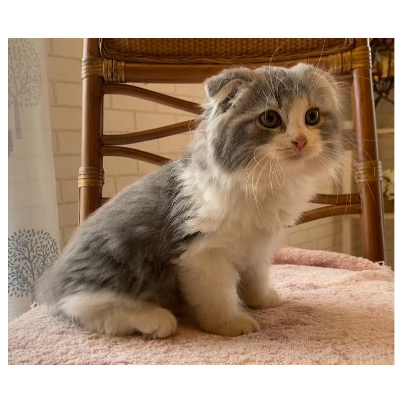 成約済の埼玉県のスコティッシュフォールド(折れ耳)-128639の9枚目