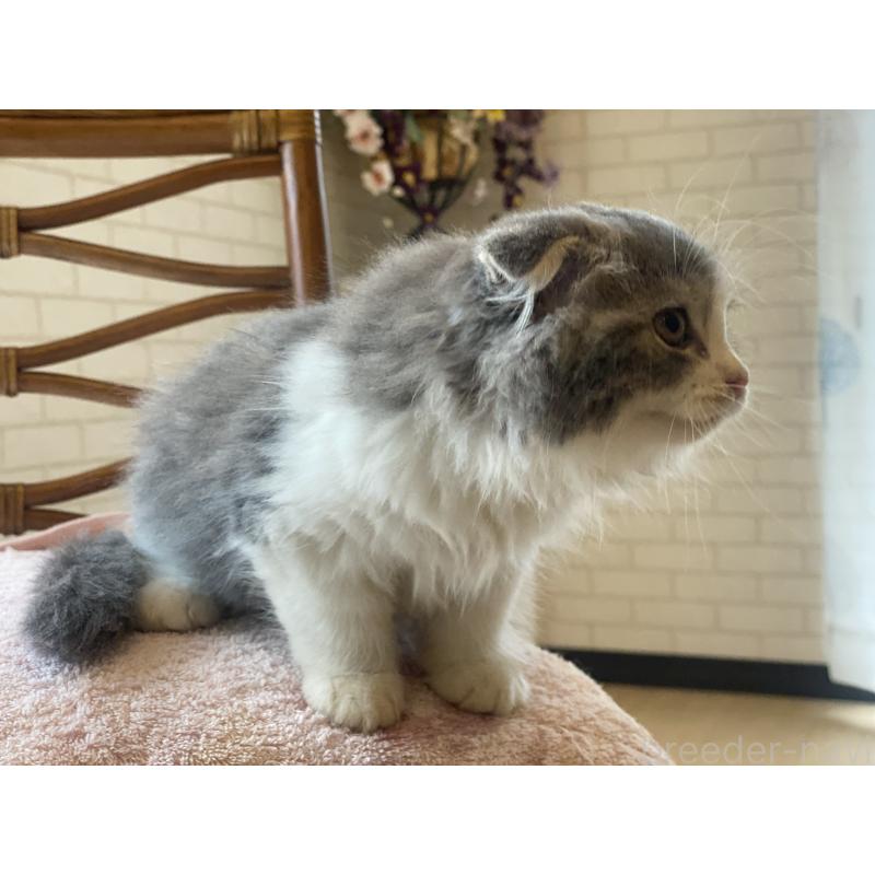 成約済の埼玉県のスコティッシュフォールド(折れ耳)-128639の8枚目