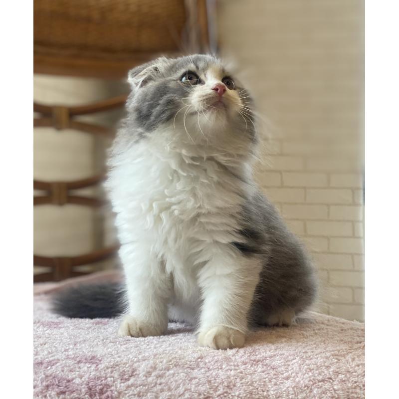 成約済の埼玉県のスコティッシュフォールド(折れ耳)-128639の7枚目