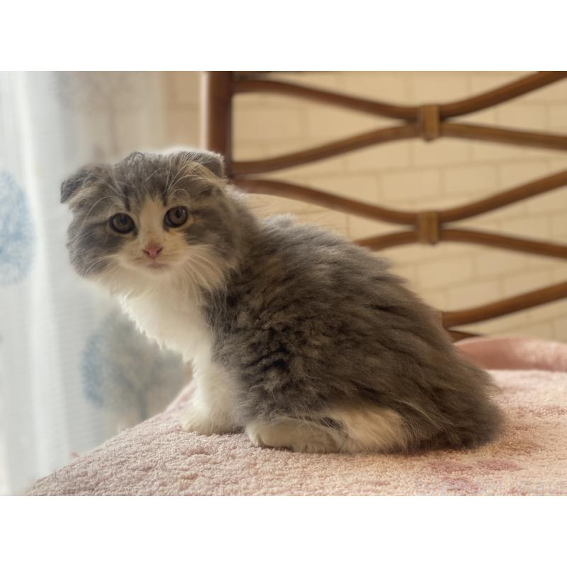 成約済の埼玉県のスコティッシュフォールド(折れ耳)-128639の6枚目