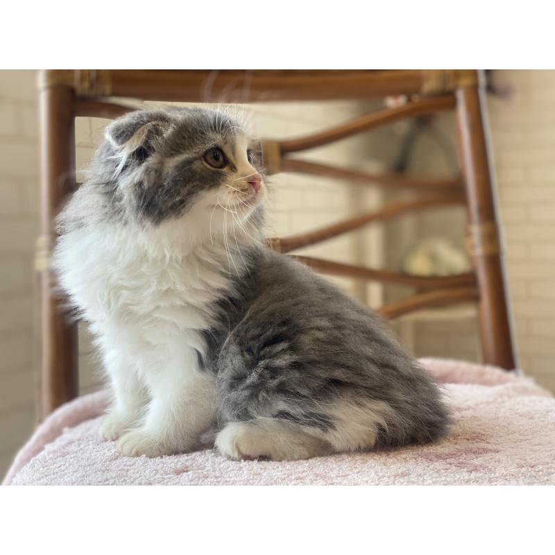 成約済の埼玉県のスコティッシュフォールド(折れ耳)-128639の5枚目