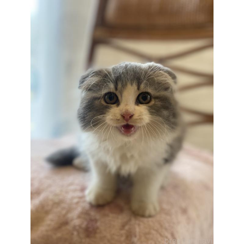 成約済の埼玉県のスコティッシュフォールド(折れ耳)-128639の4枚目