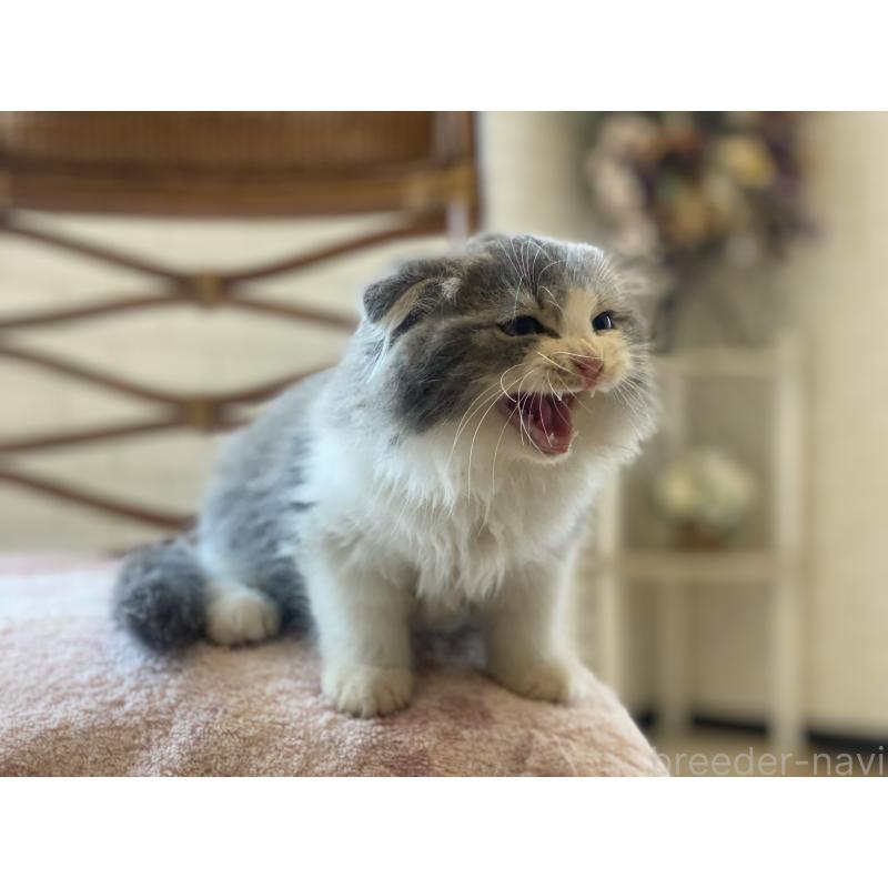 成約済の埼玉県のスコティッシュフォールド(折れ耳)-128639の3枚目