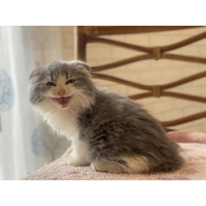 成約済の埼玉県のスコティッシュフォールド(折れ耳)-128639の2枚目