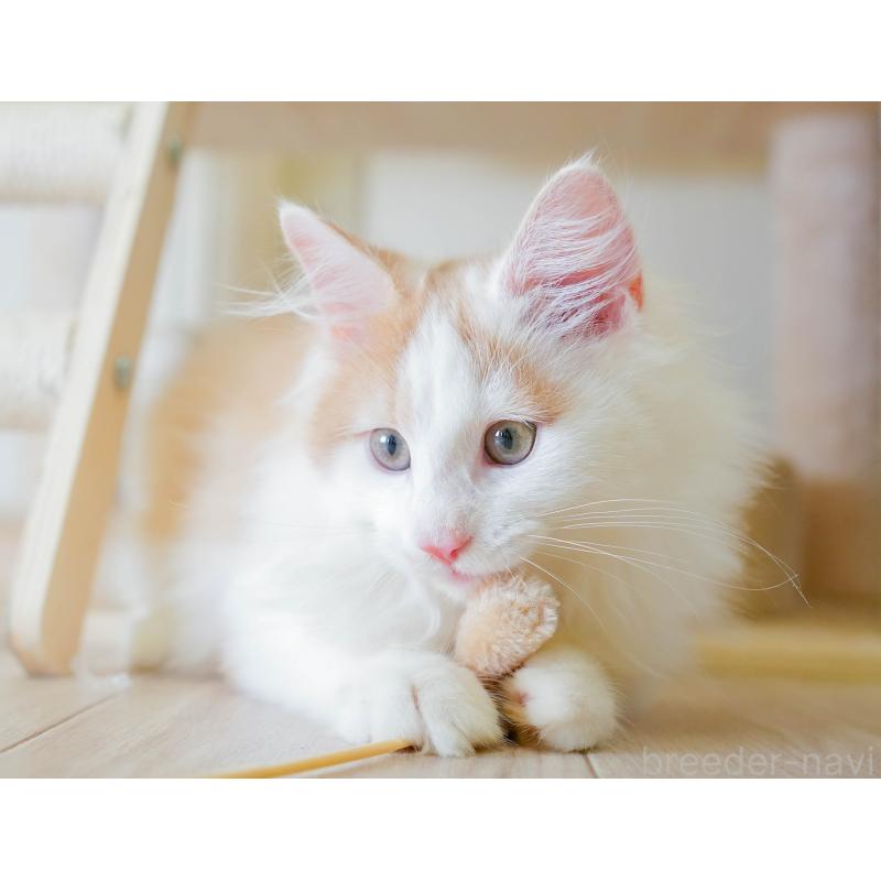 成約済の埼玉県のノルウェージャンフォレストキャット-129249の7枚目