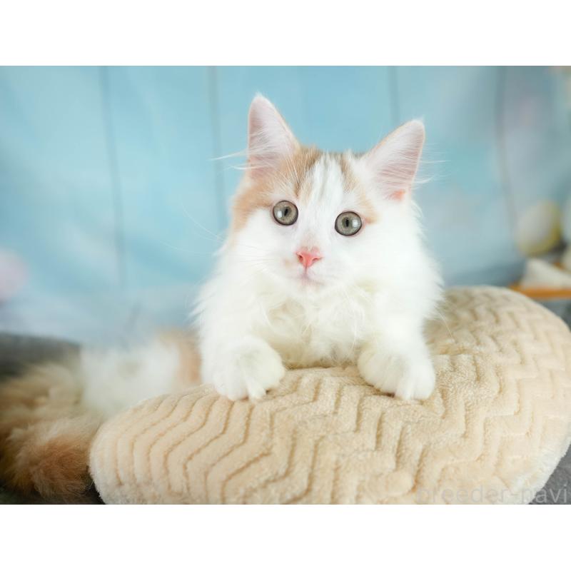 成約済の埼玉県のノルウェージャンフォレストキャット-129249の5枚目