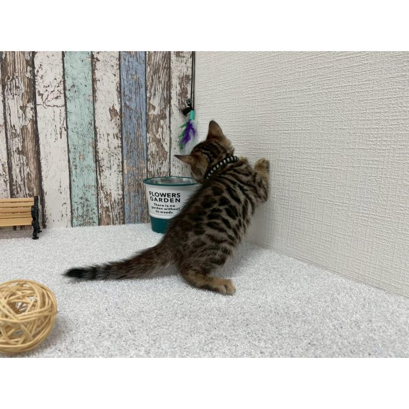 販売中の北海道のベンガル-129089の4枚目