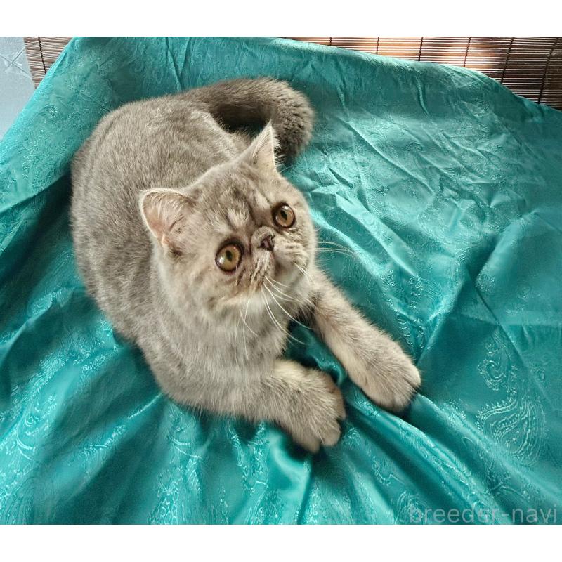 販売中の熊本県のエキゾチックショートヘア-129097の7枚目