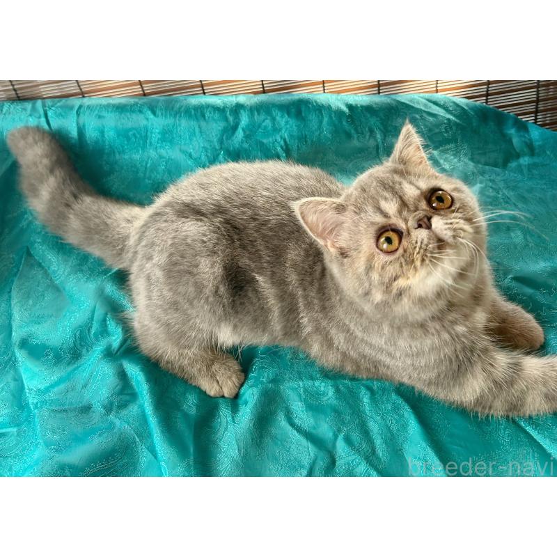 販売中の熊本県のエキゾチックショートヘア-129097の4枚目