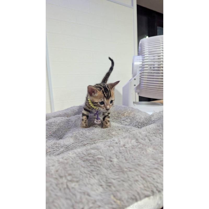 販売中の静岡県のベンガル-129101の3枚目