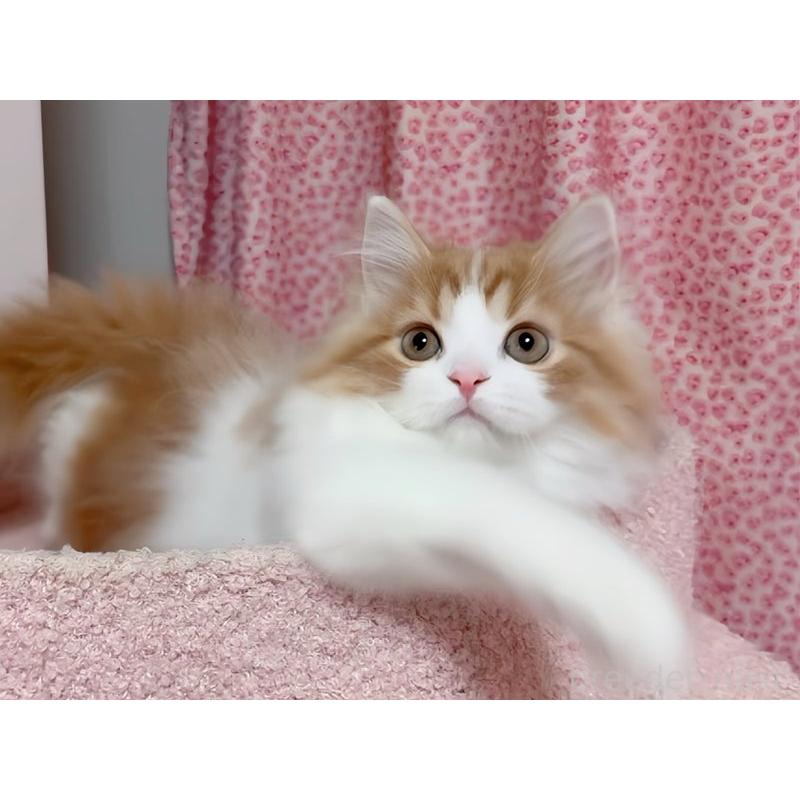 販売中の愛媛県のスコティッシュフォールド-129122の4枚目