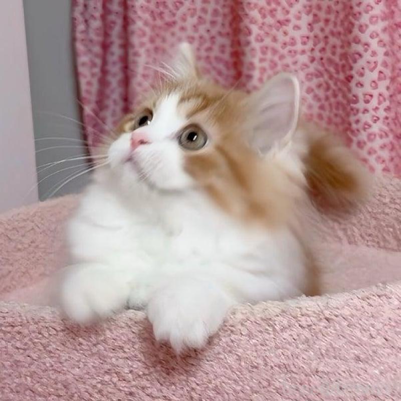 販売中の愛媛県のスコティッシュフォールド-129122