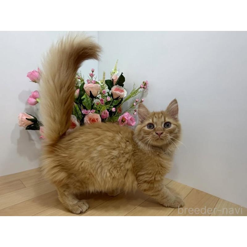 販売中の東京都のマンチカン-129123の3枚目
