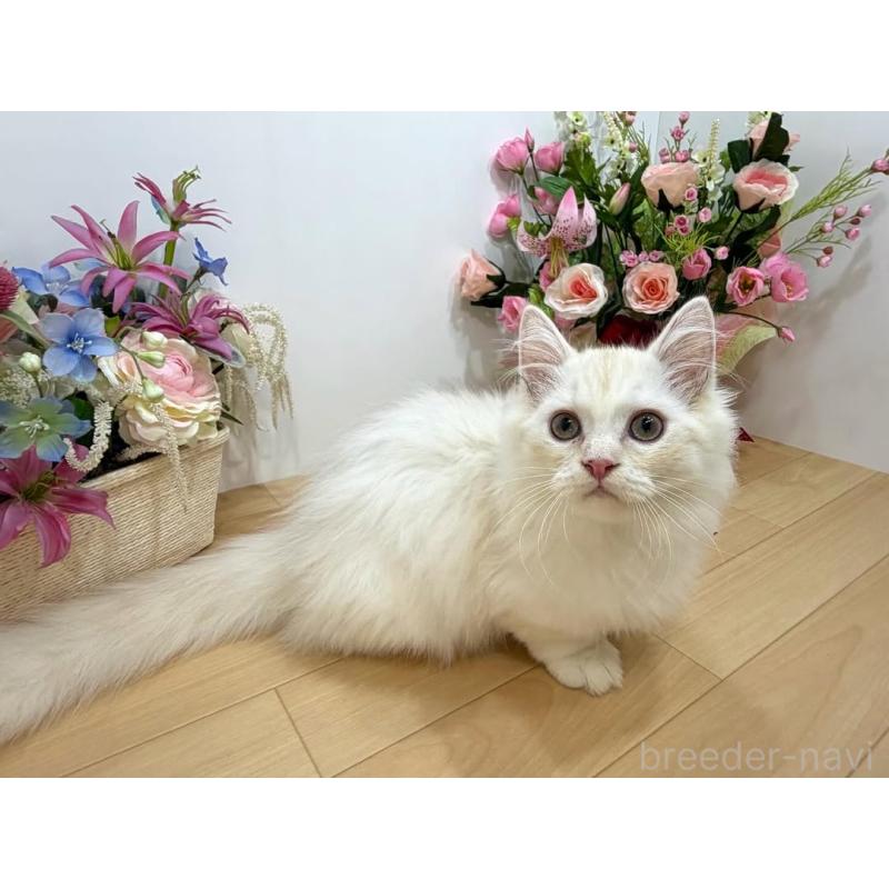 販売中の東京都のマンチカン(短足)-129124の4枚目
