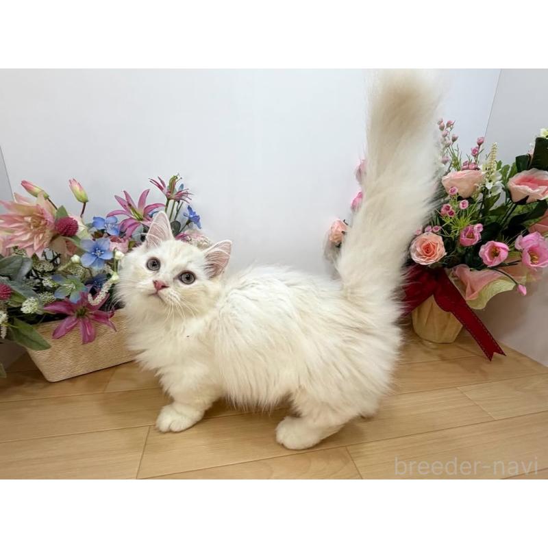 販売中の東京都のマンチカン(短足)-129124の3枚目