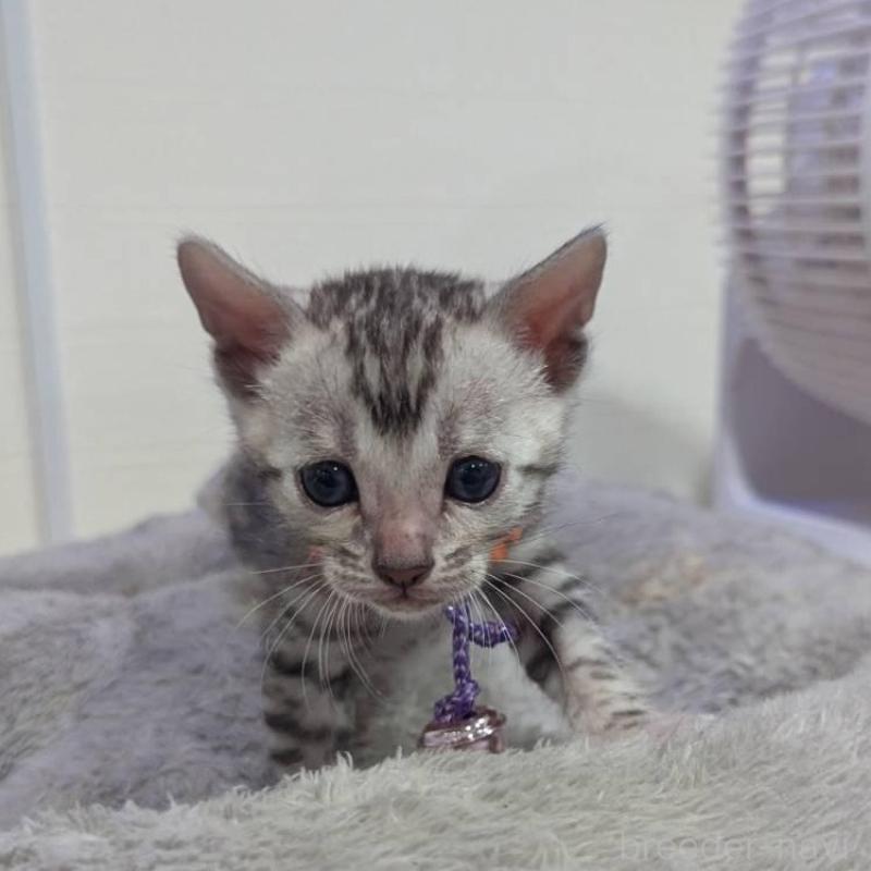 販売中の静岡県のベンガル-129125の1枚目
