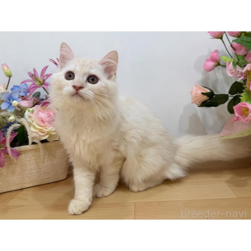 販売中の東京都のマンチカン-129126の5枚目