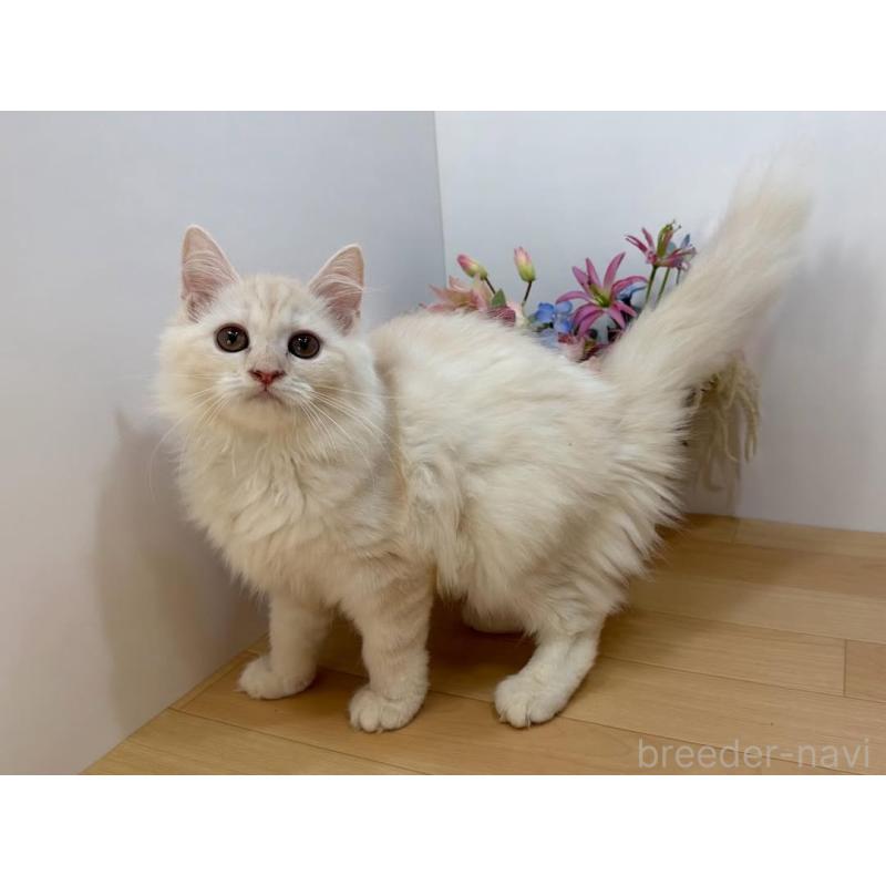 販売中の東京都のマンチカン-129126の3枚目
