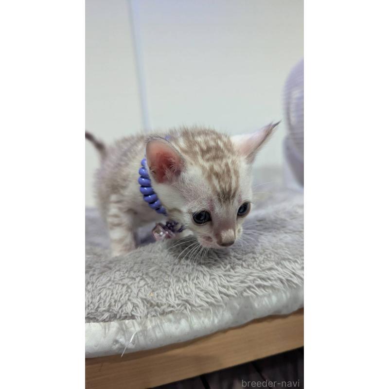 販売中の静岡県のベンガル-129127の4枚目