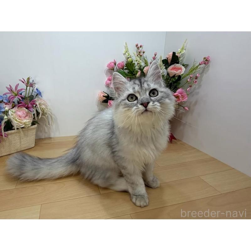 販売中の東京都のラガマフィン-129131の7枚目
