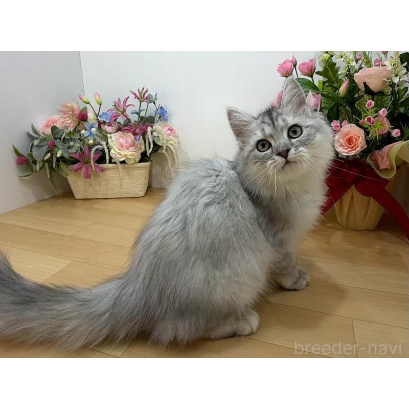 販売中の東京都のラガマフィン-129131の3枚目
