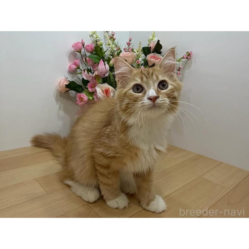 販売中の東京都のラガマフィン-129133の5枚目