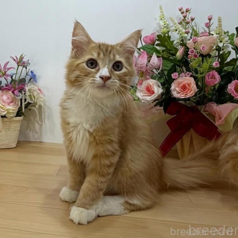 販売中の東京都のラガマフィン-129133の1枚目