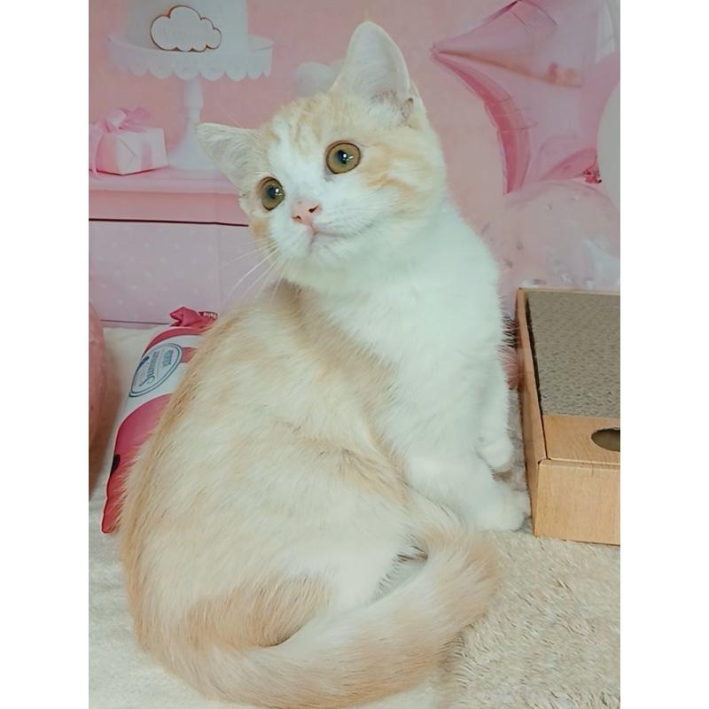 販売中の千葉県のマンチカン-129135の2枚目