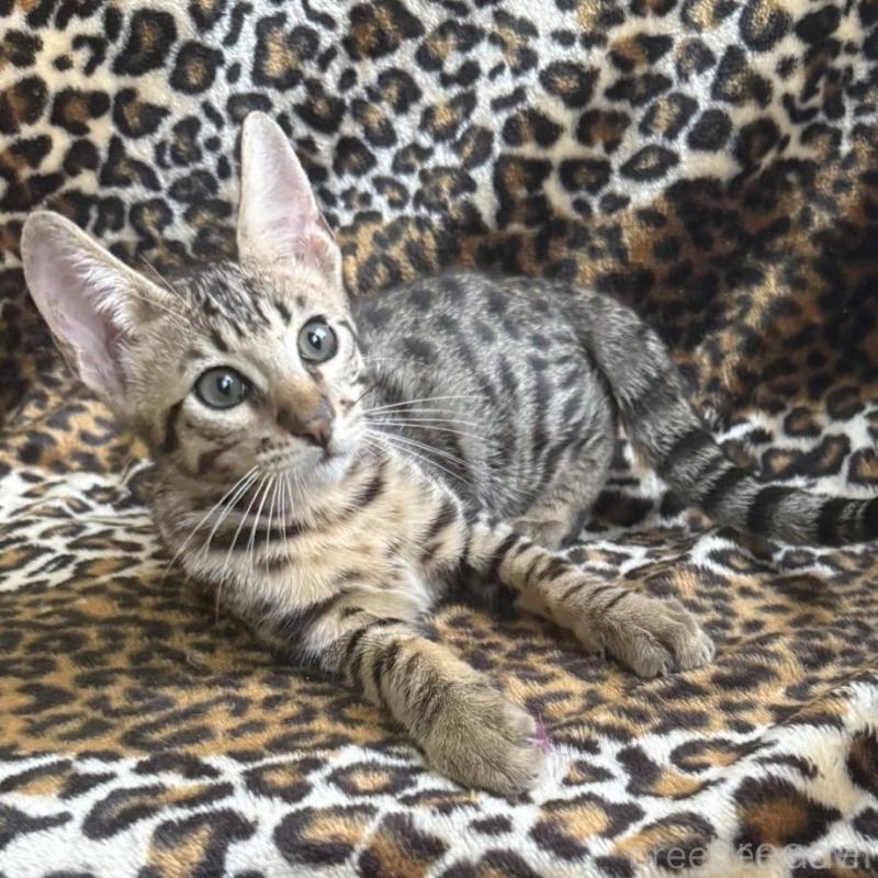 販売中の愛知県のサバンナキャット-129138の1枚目