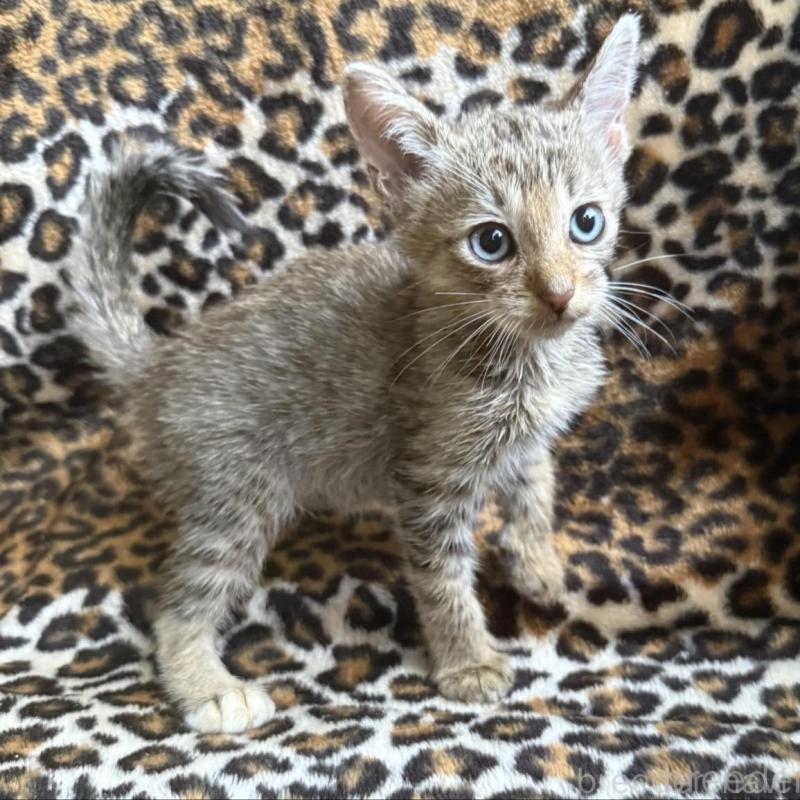 販売中の愛知県のサバンナキャット-129139の1枚目
