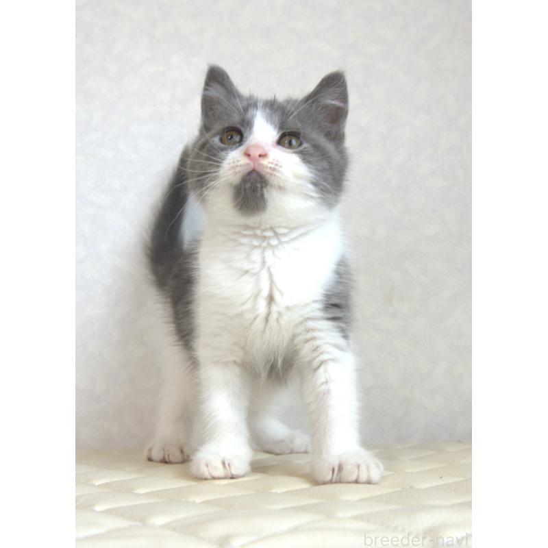 販売中の静岡県のブリティッシュショートヘア-125925の2枚目