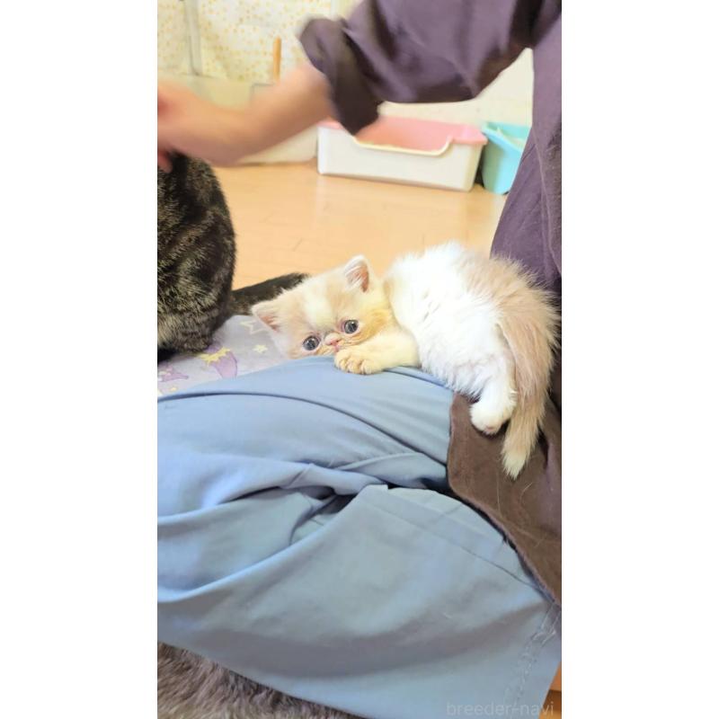 販売中の長野県のエキゾチックショートヘア-129153の6枚目