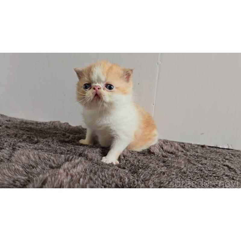 販売中の長野県のエキゾチックショートヘア-129155の6枚目