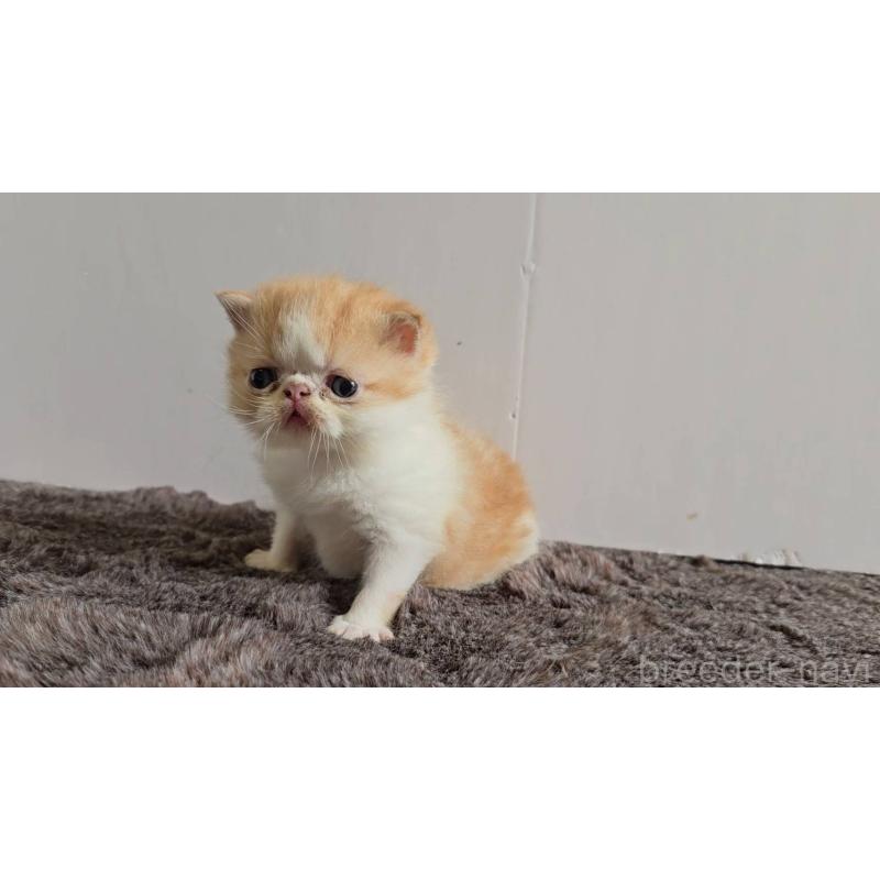 販売中の長野県のエキゾチックショートヘア-129155の5枚目