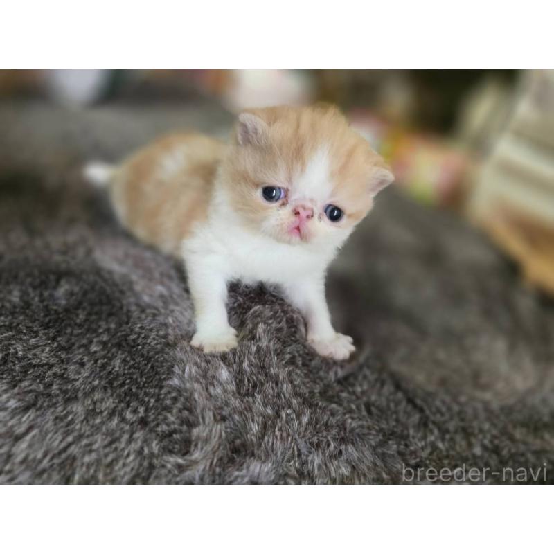販売中の長野県のエキゾチックショートヘア-129155の3枚目