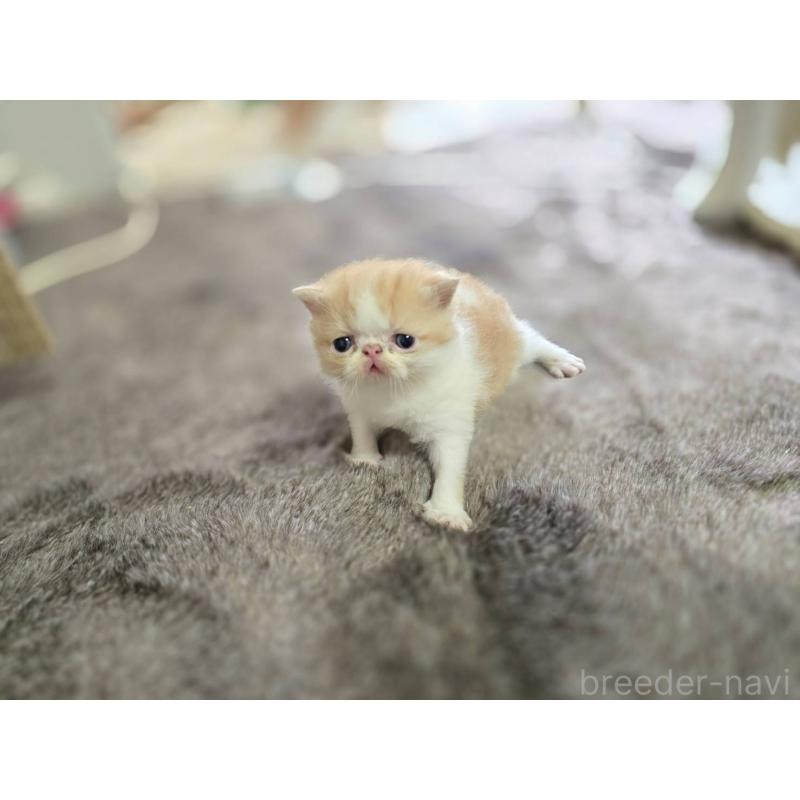 販売中の長野県のエキゾチックショートヘア-129155の2枚目