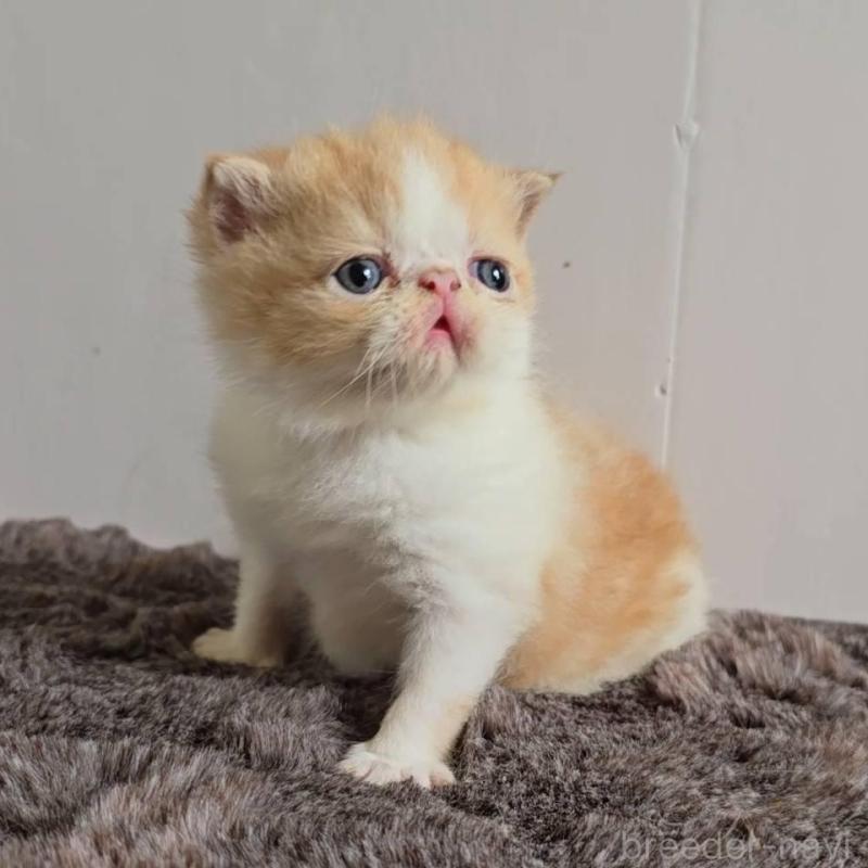 販売中の長野県のエキゾチックショートヘア-129155の1枚目