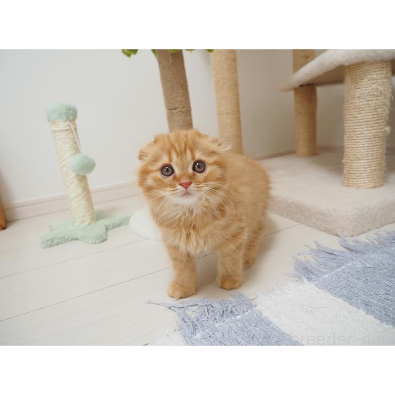 商談中の埼玉県のスコティッシュフォールド(折れ耳)-125429の20枚目