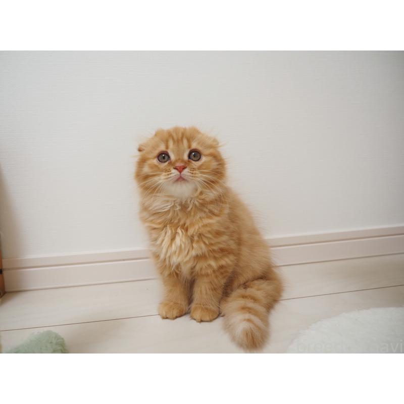 商談中の埼玉県のスコティッシュフォールド(折れ耳)-125429の19枚目