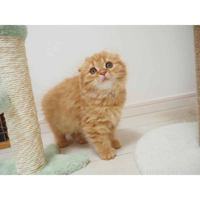 商談中の埼玉県のスコティッシュフォールド(折れ耳)-125429の18枚目