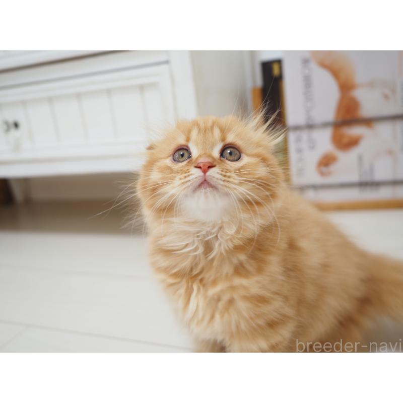 商談中の埼玉県のスコティッシュフォールド(折れ耳)-125429の17枚目