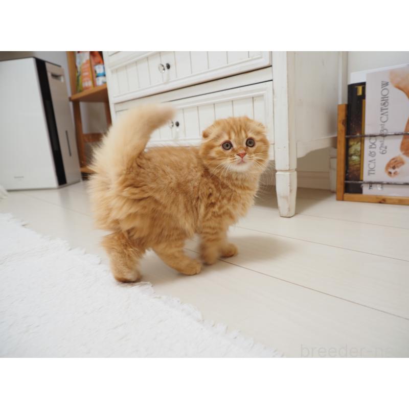 商談中の埼玉県のスコティッシュフォールド(折れ耳)-125429の16枚目