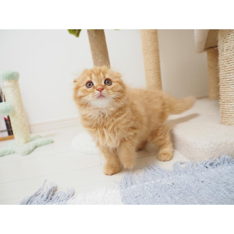 商談中の埼玉県のスコティッシュフォールド(折れ耳)-125429の15枚目