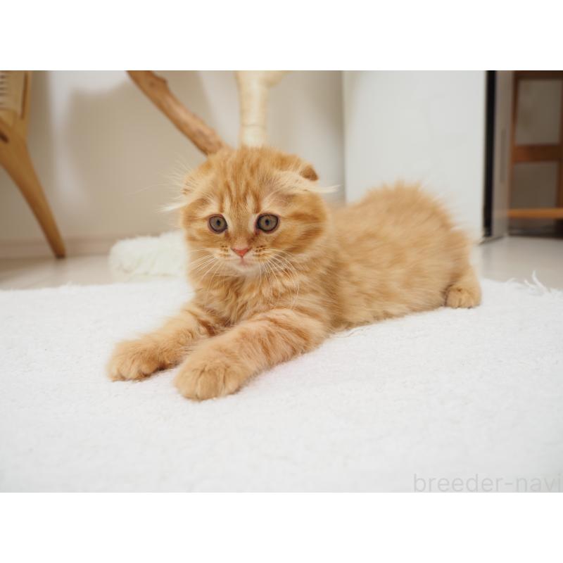 商談中の埼玉県のスコティッシュフォールド(折れ耳)-125429の14枚目