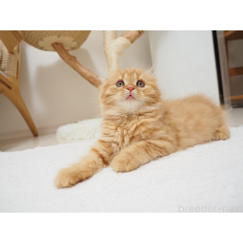 商談中の埼玉県のスコティッシュフォールド(折れ耳)-125429の13枚目