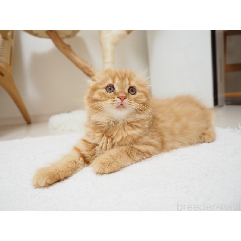 商談中の埼玉県のスコティッシュフォールド(折れ耳)-125429の12枚目