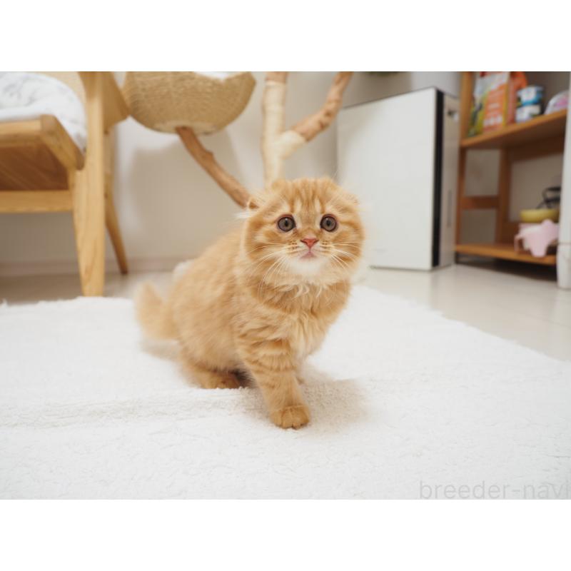 商談中の埼玉県のスコティッシュフォールド(折れ耳)-125429の11枚目