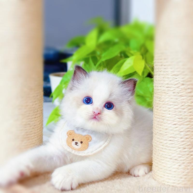 販売中の埼玉県のラグドール-129167の6枚目